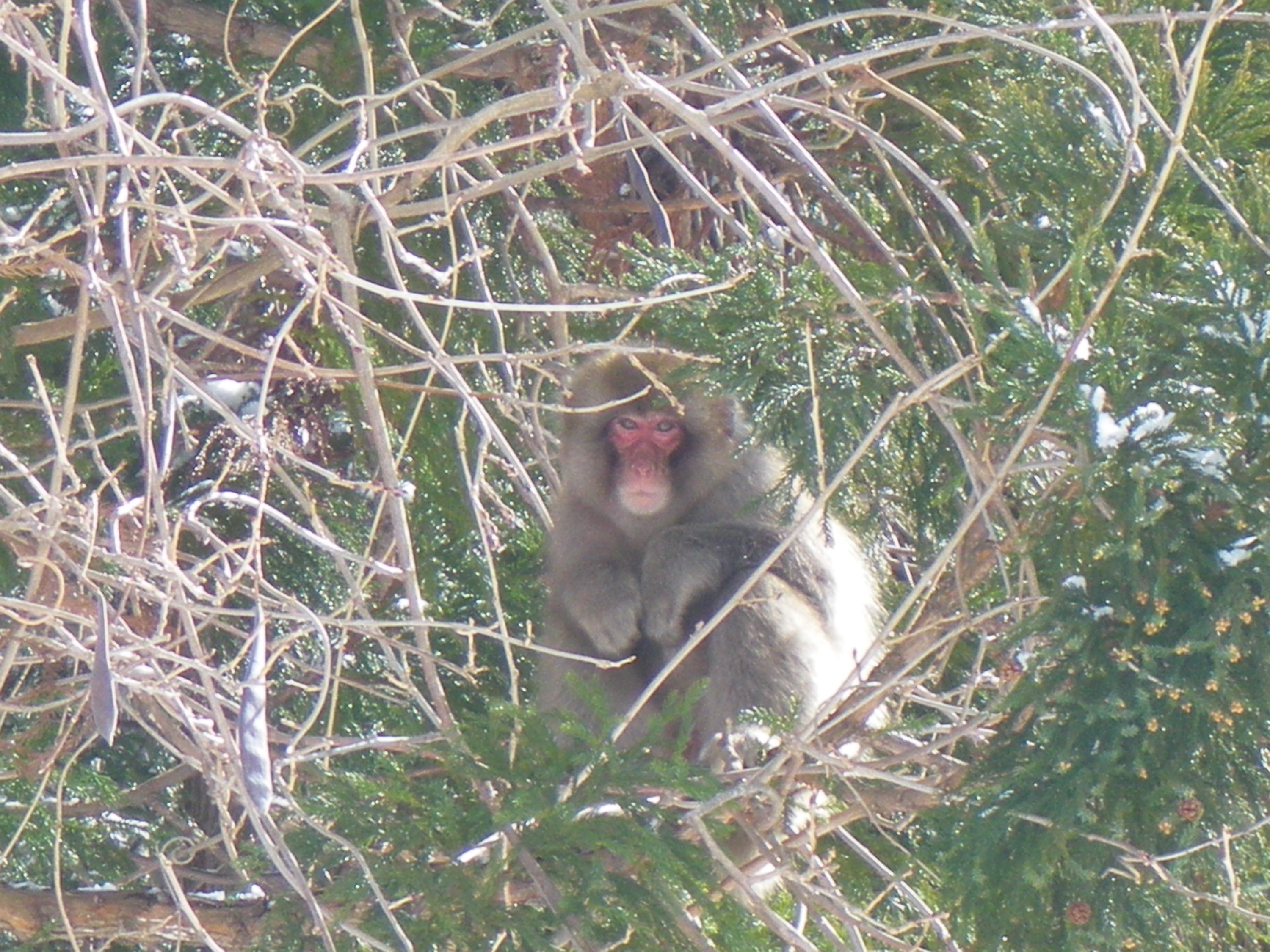 農作物への鳥獣被害でお困りの方へのイメージ